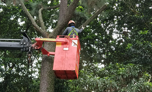 Arboriculture.jpeg